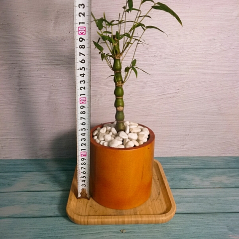 Cây Trúc Đùi Ếch Mini - Cây Trúc Quan Âm