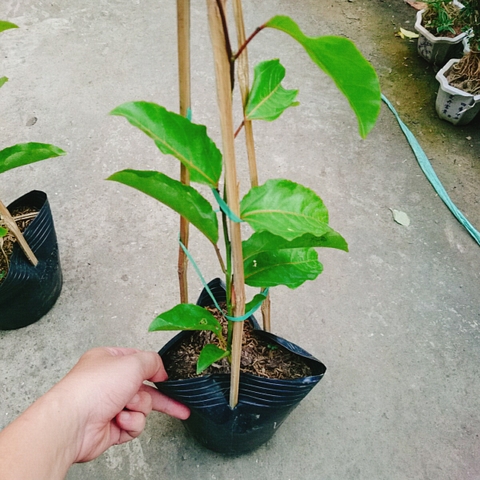 Cây Chanh Dây Vàng