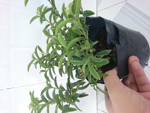Cây Ổi Lá Kim
