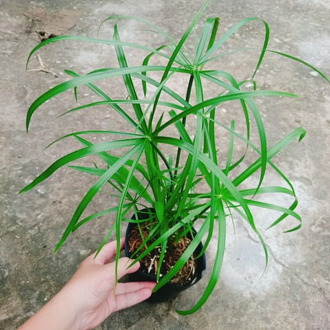 Cây Thủy Trúc Thủy Sinh