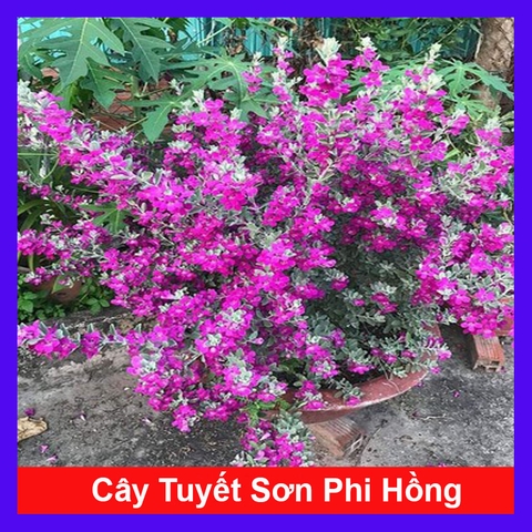 Cây Tuyết Sơn Phi Hồng