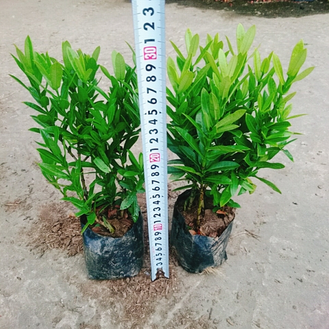 Cây Trang Ngũ Sắc (Nhỏ)