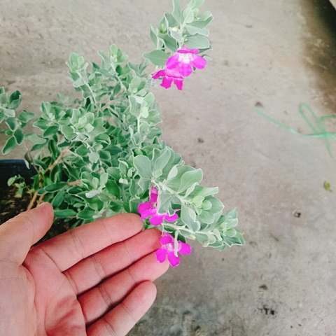 Cây Tuyết Sơn Phi Hồng