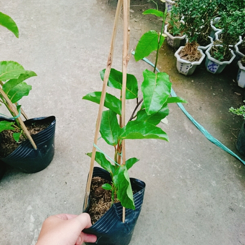 Cây Chanh Dây Vàng