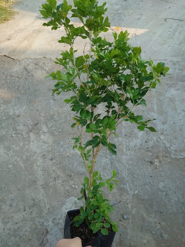 Cây Nguyệt Quế (Nhỏ)