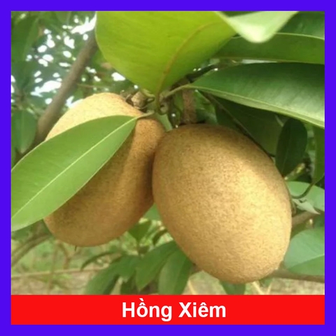 Cây Sapo (Nhỏ)