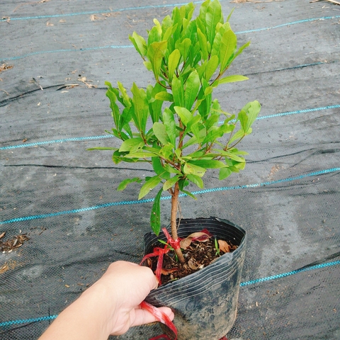 Cây Thần Kỳ