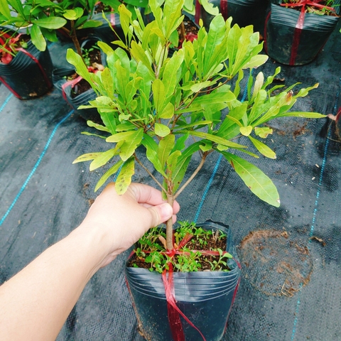 Cây Thần Kỳ