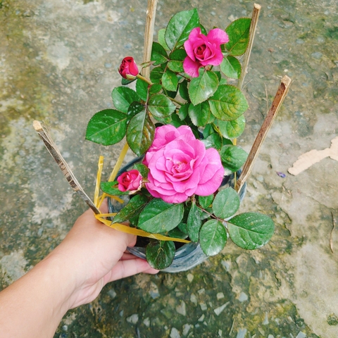 Cây Hồng Tezza Tím