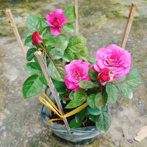 Cây Hồng Tezza Tím