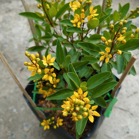 Cây Kim Đồng Vàng