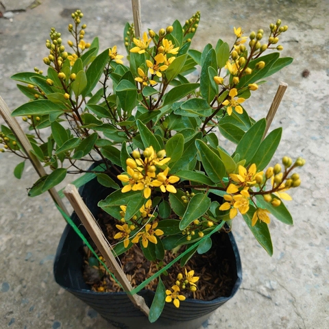 Cây Kim Đồng Vàng