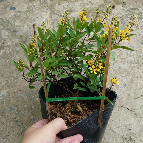 Cây Kim Đồng Vàng