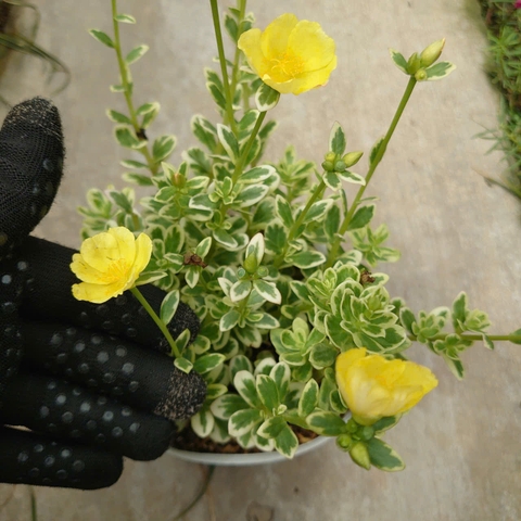 Cây 10h Cẩm Thạch