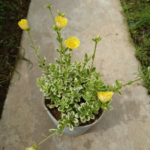 Cây 10h Cẩm Thạch