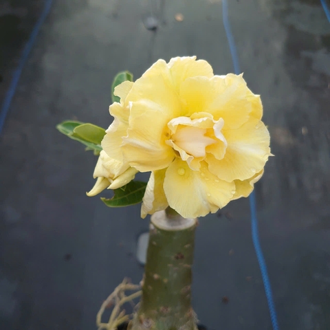 Cây Sứ Vàng