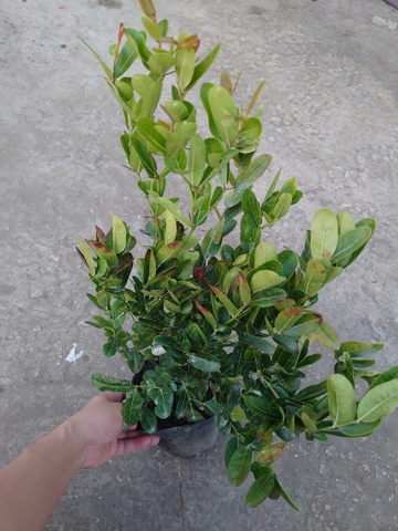 Cây Siro Lớn