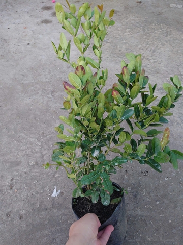 Cây Siro Lớn