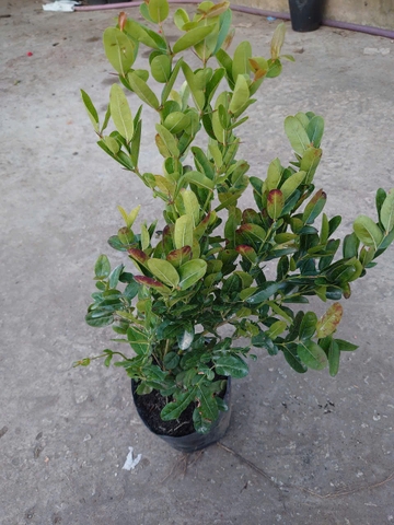 Cây Siro Lớn
