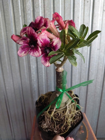 Cây Sứ Tím
