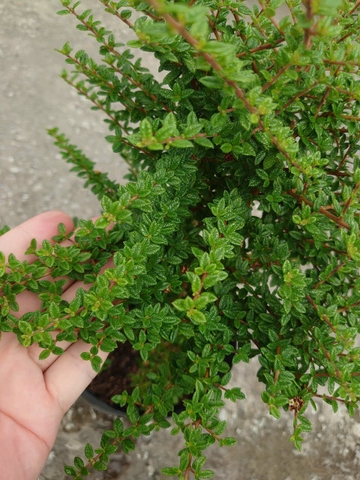 Cây Hàm Hương 40cm