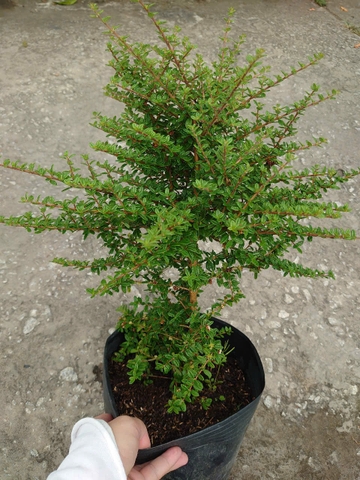 Cây Hàm Hương 40cm