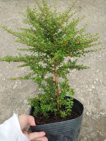 Cây Hàm Hương 40cm