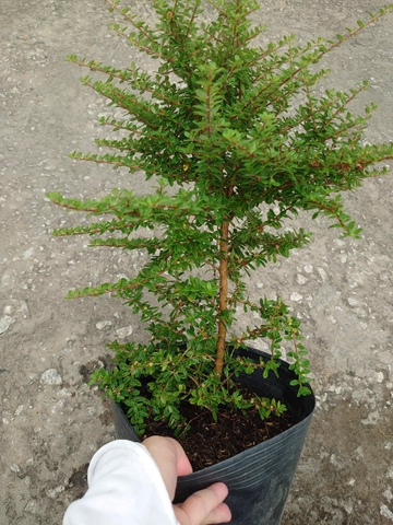 Cây Hàm Hương 40cm