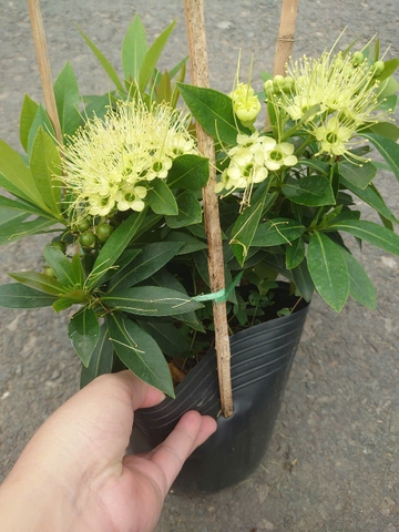 Cây Mai Thái (Xanh Bơ) Lớn