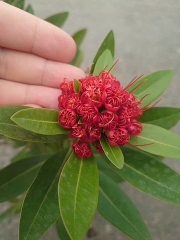 Cây Mai Thái (Đỏ) Lớn