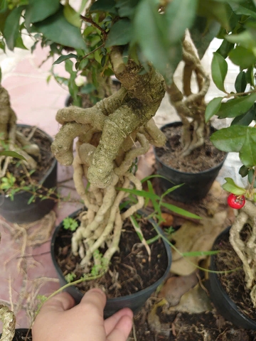 Cây Hồng Ngọc Mai Chân Dài