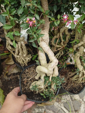 Cây Hồng Ngọc Mai Chân Dài