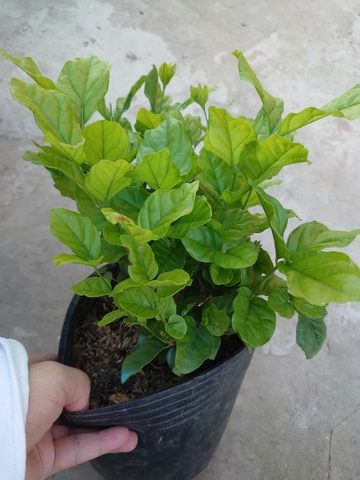 Cây Lài Trà (Lớn)