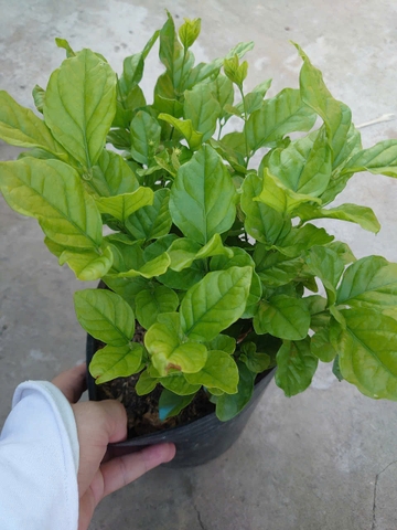 Cây Lài Trà (Lớn)