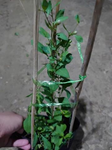 Cây Kỷ Tử Trái