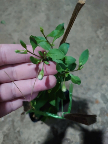 Cây Kỷ Tử Trái