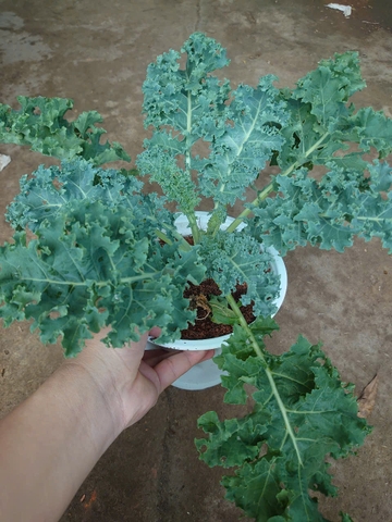 Cây Cải Kale