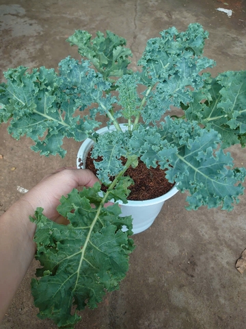 Cây Cải Kale