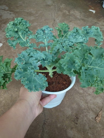 Cây Cải Kale