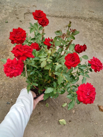 Cây Hồng Tỉ Muội Siêu Bông