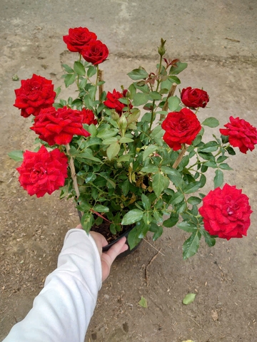 Cây Hồng Tỉ Muội Siêu Bông