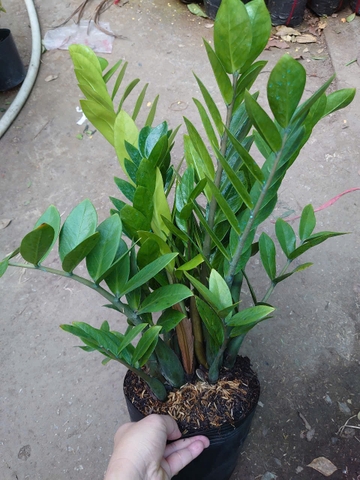 Cây Kim Tiền (Size Trung)