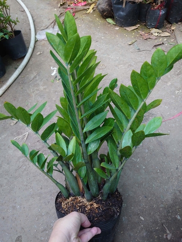 Cây Kim Tiền (Size Trung)