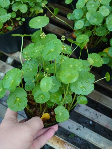 Cây Rau Má Nhật