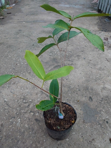 Cây Mận Xanh Đường