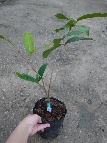 Cây Mận Xanh Đường