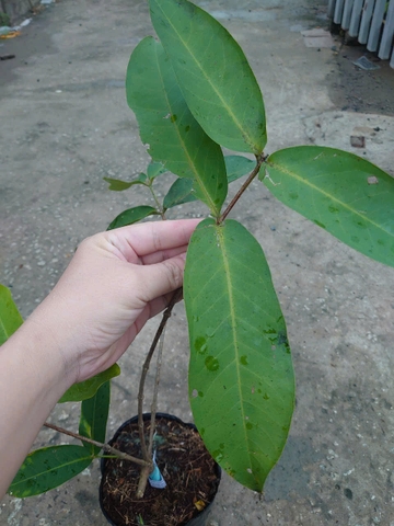 Cây Mận Xanh Đường