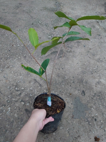Cây Mận Xanh Đường