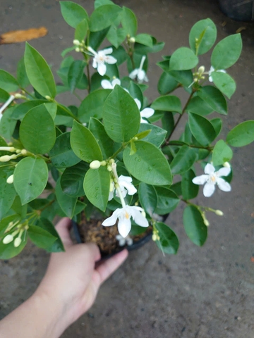 Cây Mai Chỉ Thiên