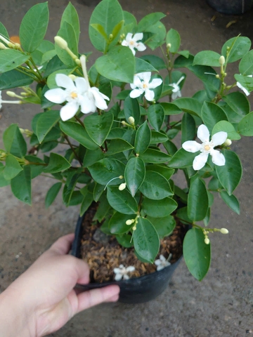 Cây Mai Chỉ Thiên